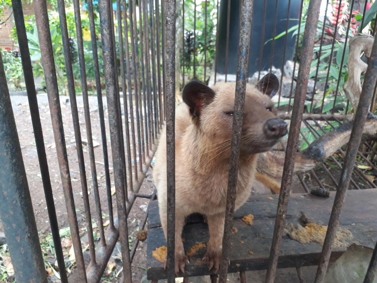 Sugi Gede Homestay Singaraja Esterno foto